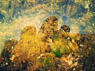 Bintang Laut yang bersembunyi di air yang menggenang di karang-karang.